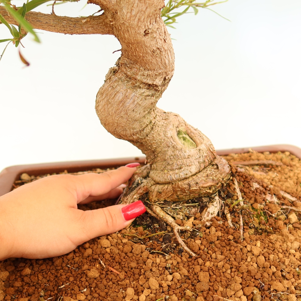 Room bonsai - Ficus nerifolia - small-leaved ficus
