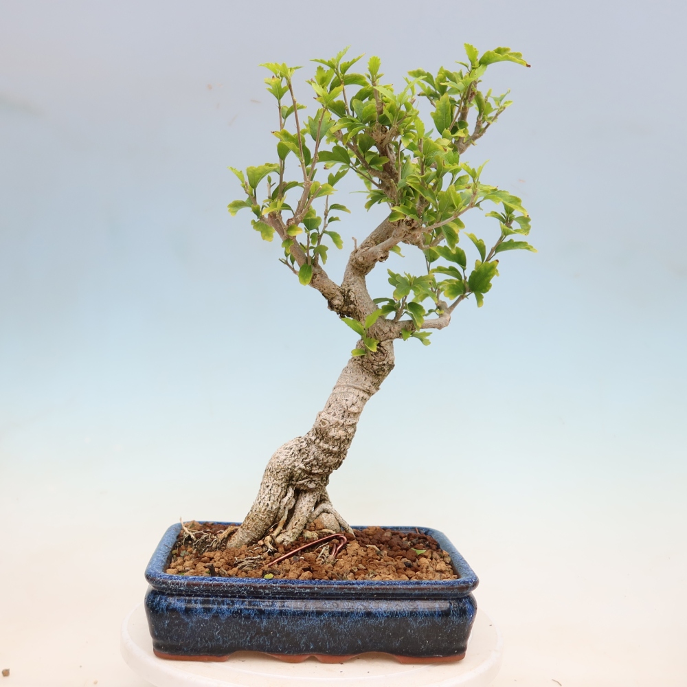 Outdoor Bonsai - Hibiscus syriacus - Syrian Hibiscus