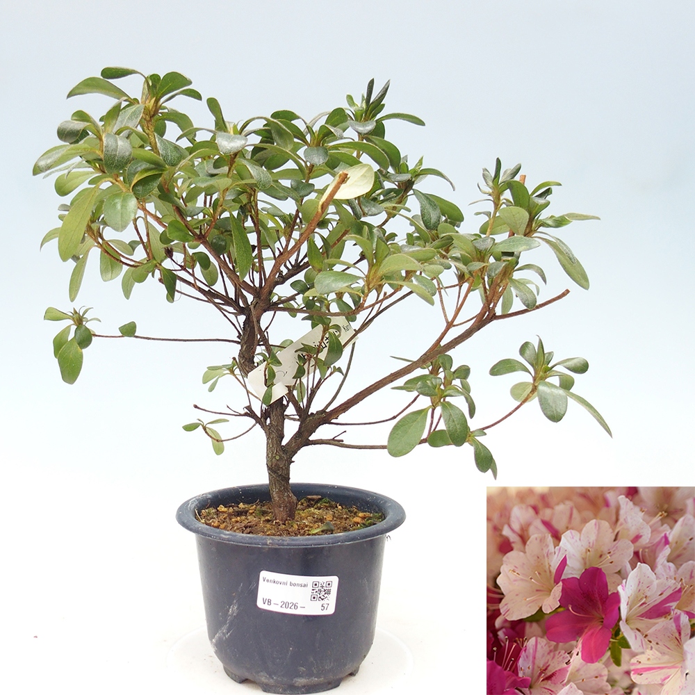 Outdoor bonsai - Japanese azalea - Azalea Kaminoyamakirin