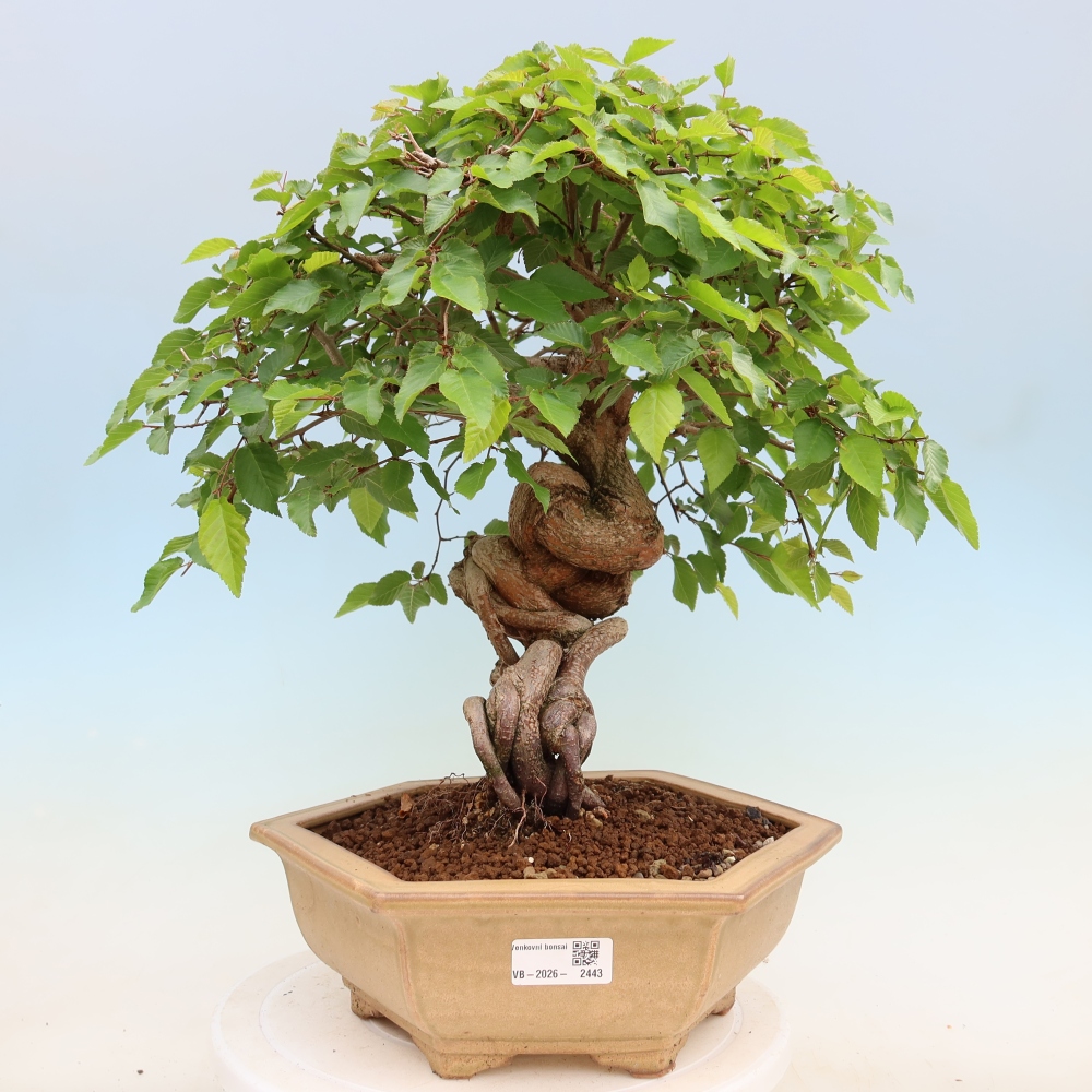 Outdoor bonsai -Carpinus coreana - Korean Hornbeam