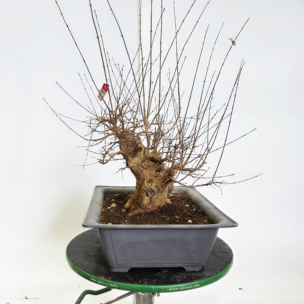 Outdoor bonsai Maple Burger - Acer Burgeriana