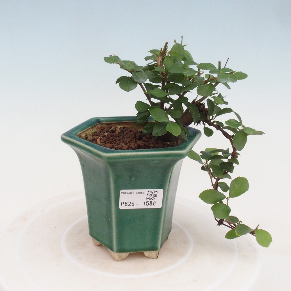 Indoor bonsai - Grewia occidentalis - Lavender star