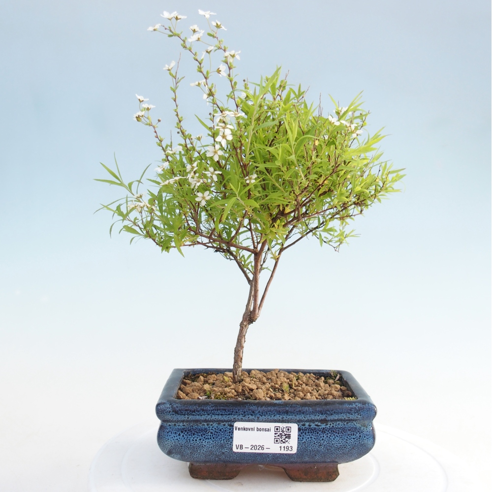 Outdoor bonsai - small-leaved sycamore - Spirea japonica