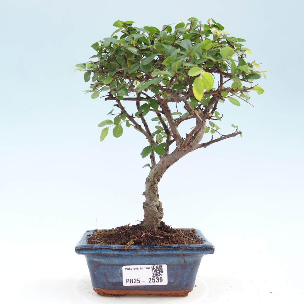Indoor bonsai - Ulmus parvifolia - Small leaf elm