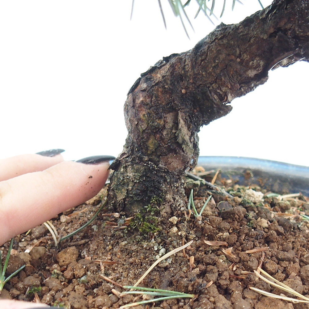 Outdoor bonsai - Pinus parviflora - Small pine tree