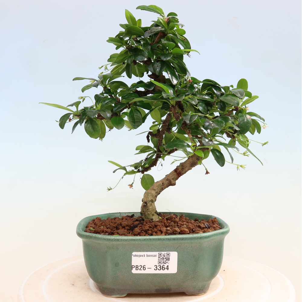 Room bonsai - Carmona macrophylla - Tea fuki