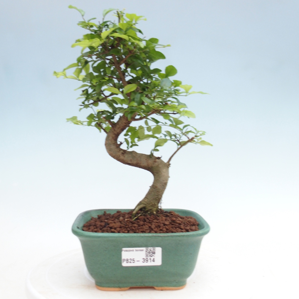 Room bonsai -Ligustrum chinensis - Birds Beak