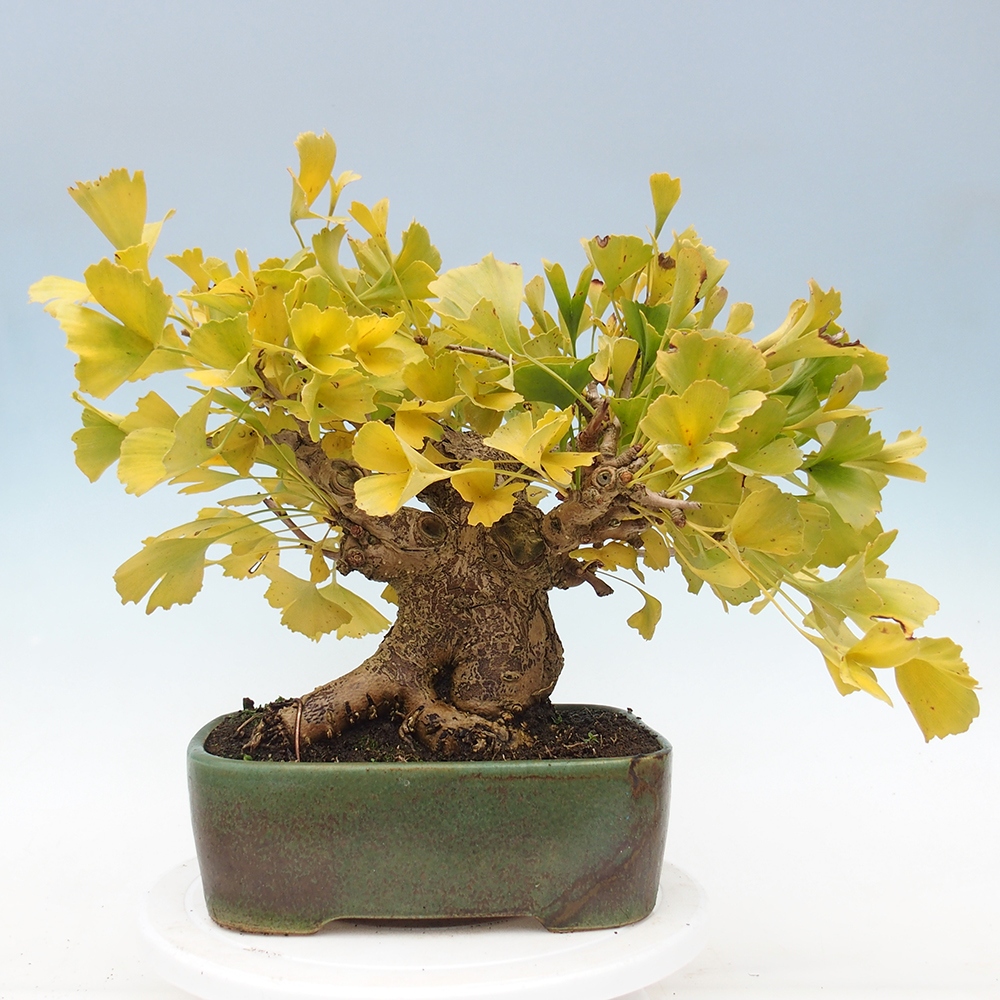 Outdoor bonsai - Ginkgo biloba