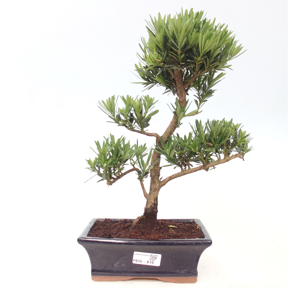Room bonsai - Podocarpus - Stone Yew
