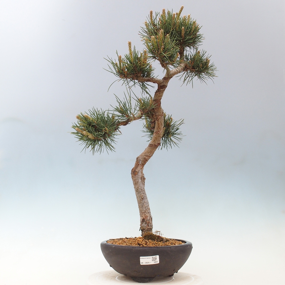 Outdoor bonsai - Pinus Sylvestris - Scots pine