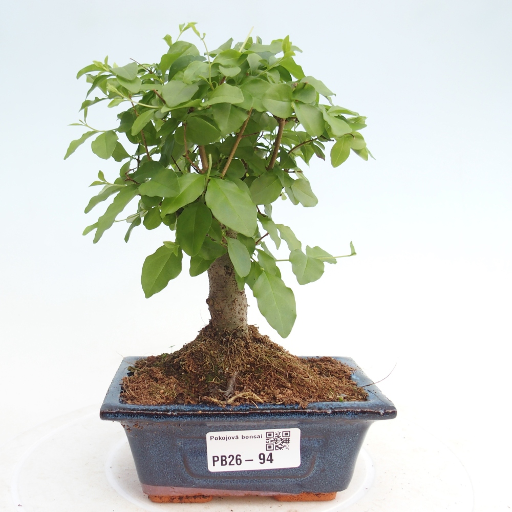 Room bonsai -Ligustrum chinensis - Birds Beak