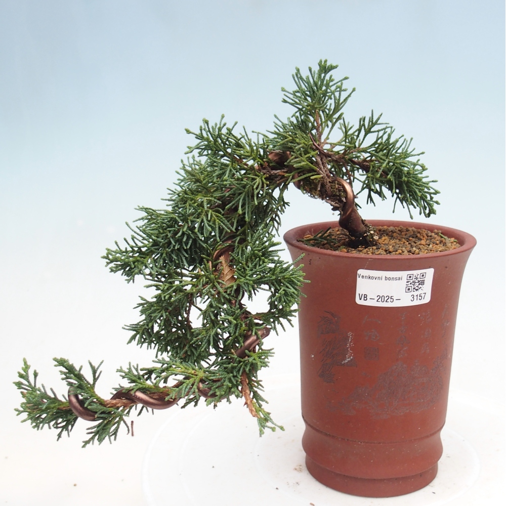 Outdoor bonsai - Juniperus chinensis Kishu - Chinese Juniper
