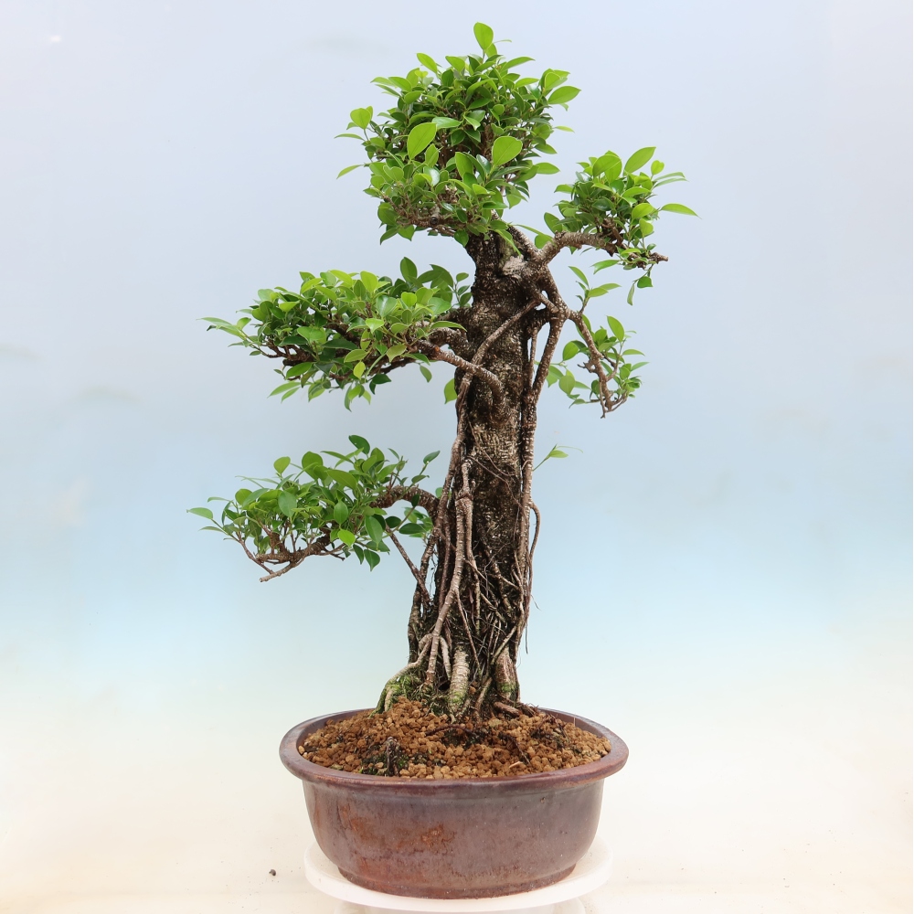 Room bonsai - Ficus kimmen - small-leaved ficus