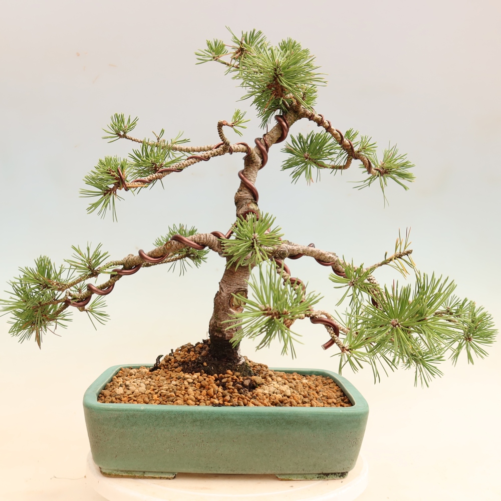 Outdoor Bonsai - Pinus mugo Humpy  - Mountain Pine