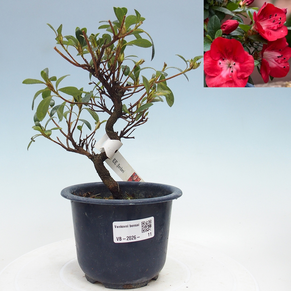 Outdoor bonsai - Japanese Azalea - Azalea Benibeni
