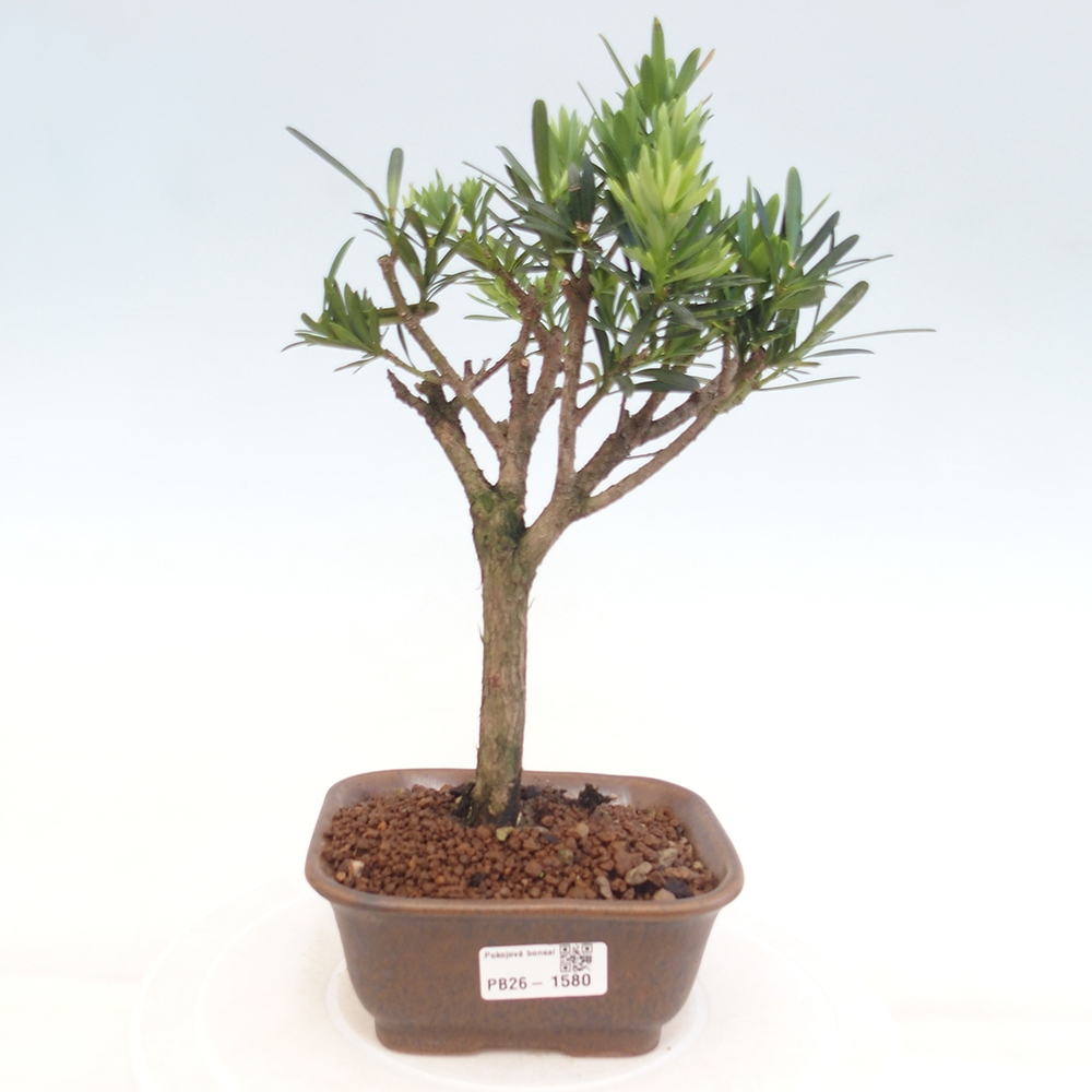 Room bonsai - Podocarpus - Stone Yew