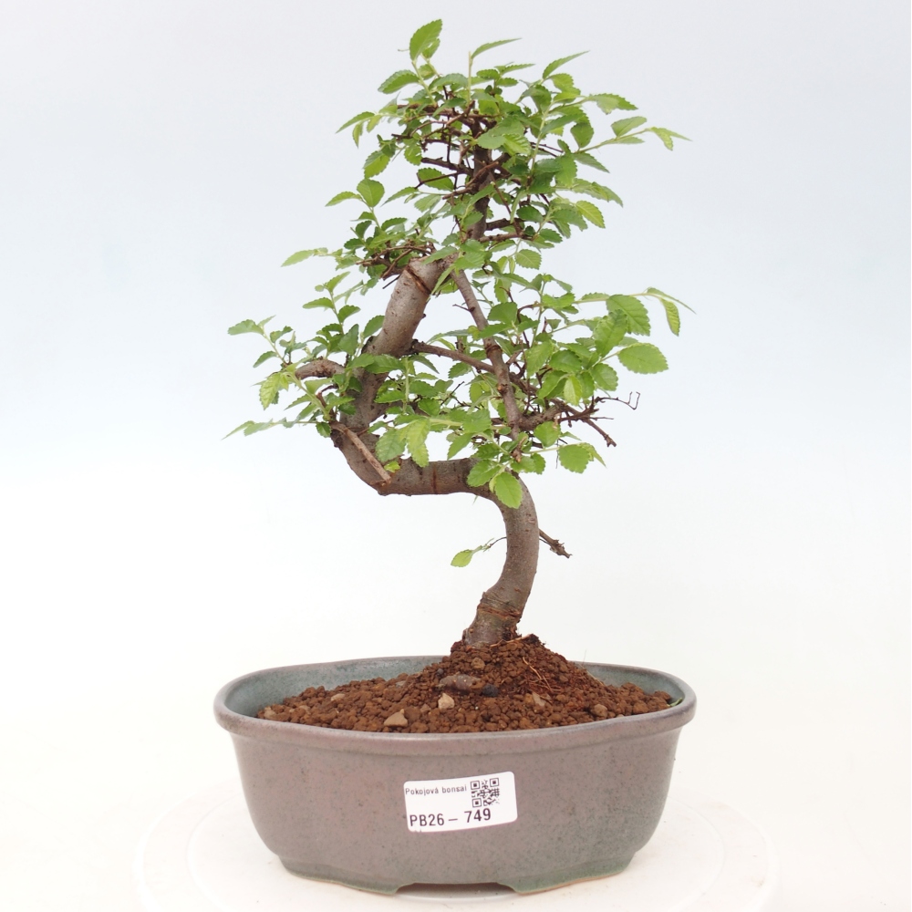 Room bonsai - Ulmus parvifolia - Small-leaved elm