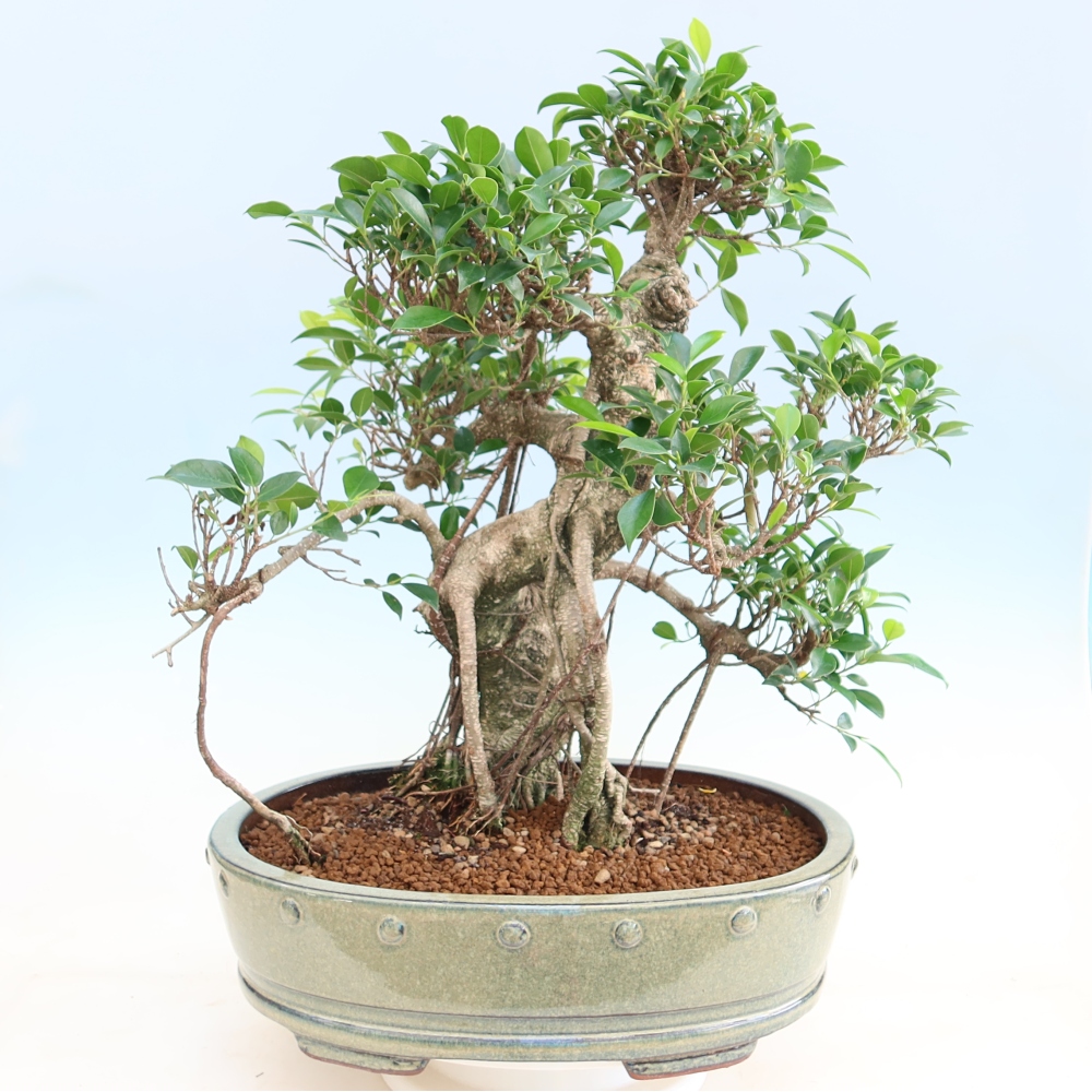 Room bonsai - Ficus kimmen - small-leaved ficus