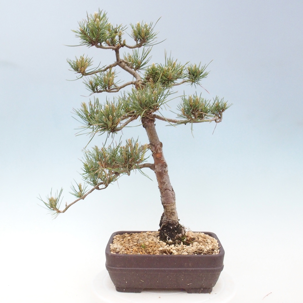 Outdoor bonsai - Pinus Sylvestris - Scots pine