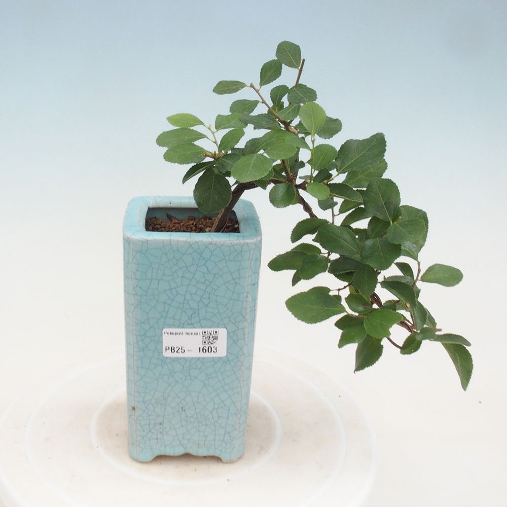 Indoor bonsai - Grewia occidentalis - Lavender star