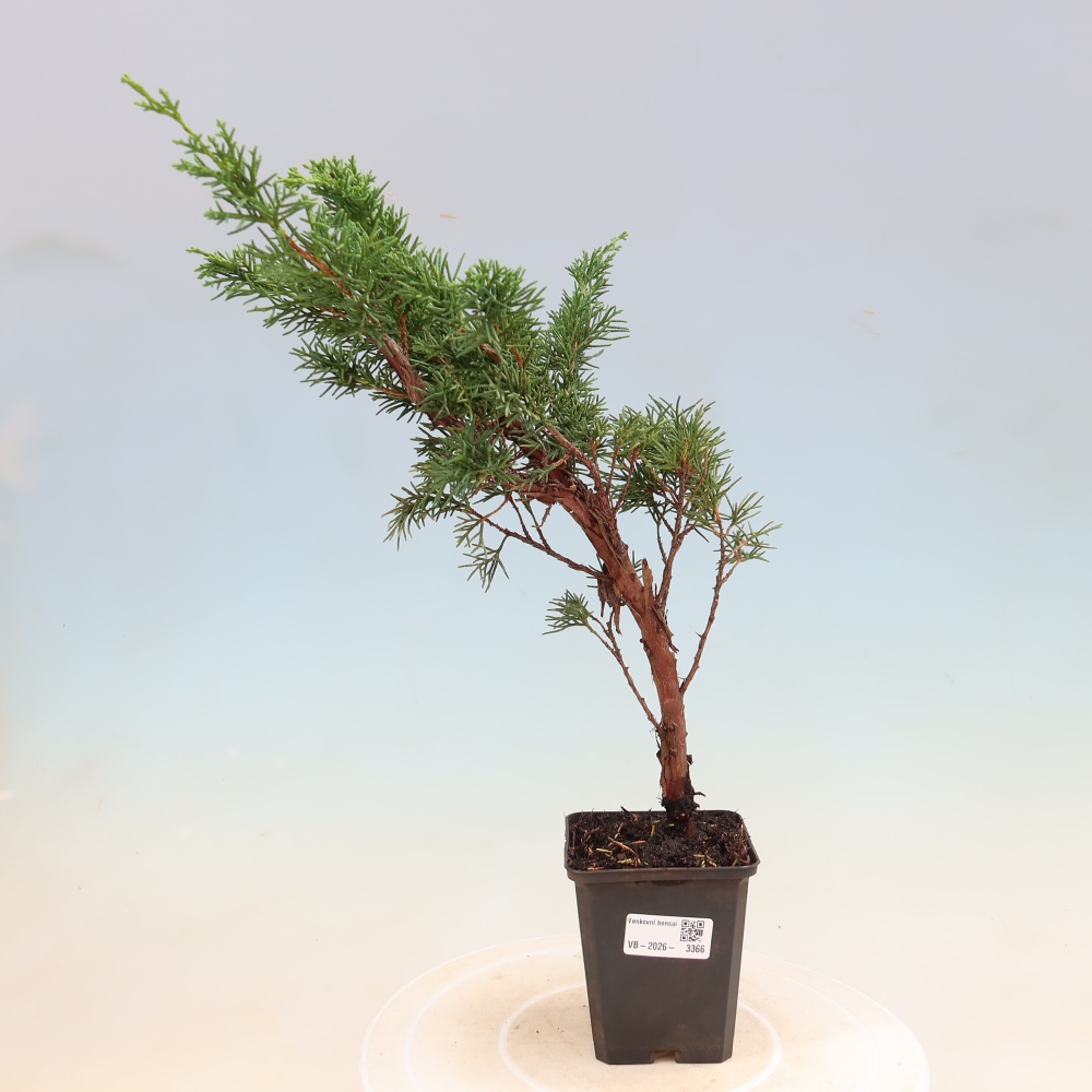 Outdoor bonsai - Juniperus chinensis Kishu