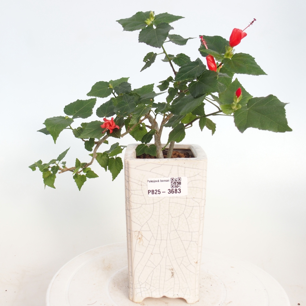 Indoor bonsai - Malvaviscus arboreus
