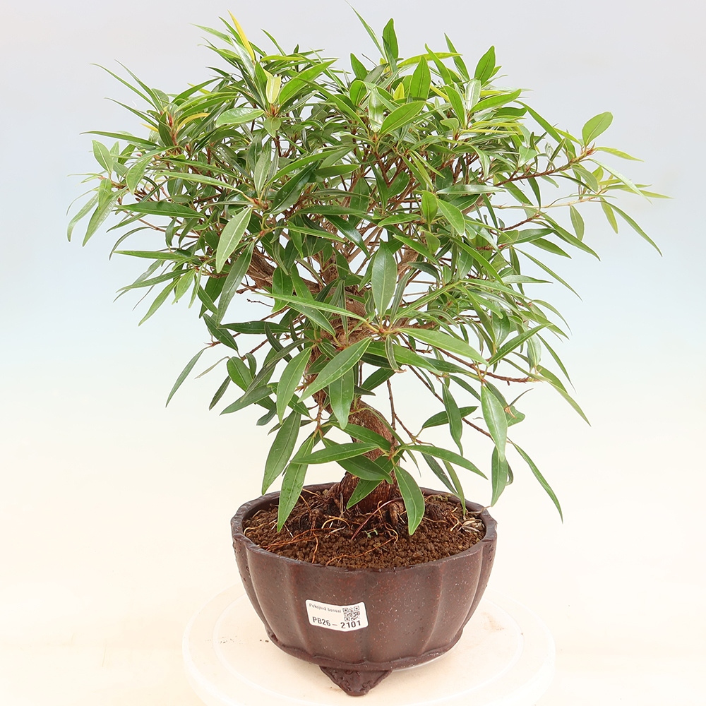 Room bonsai - Ficus nerifolia - small-leaved ficus