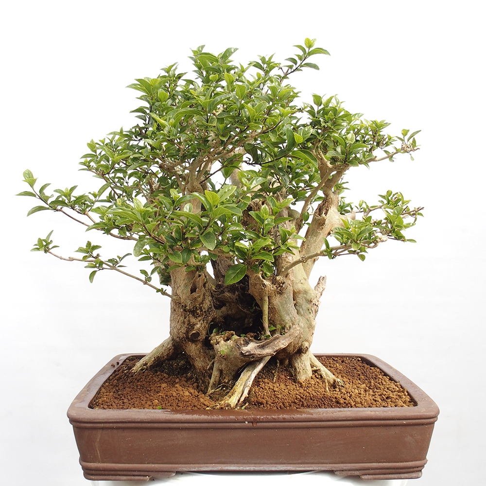 Indoor bonsai - Premna serratifolia - Kozlovon small-leaved