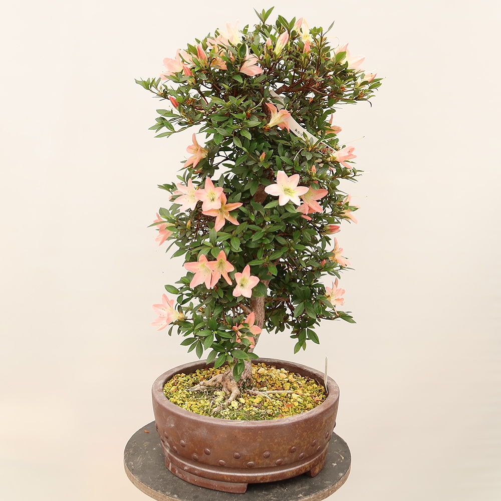 Outdoor bonsai - Japanese azalea - Azalea CHIHIRO