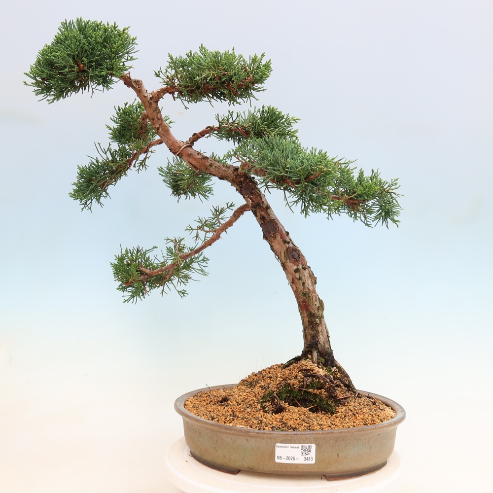 Outdoor bonsai - Juniperus chinensis Kishu