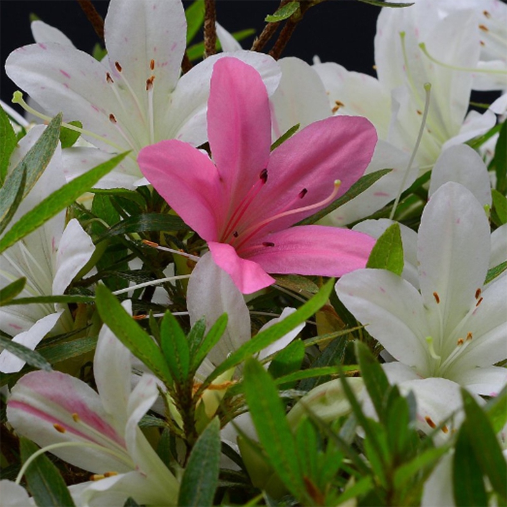 Outdoor bonsai - Japanese Azalea - Azalea Hakurin