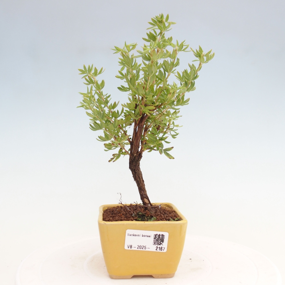 Outdoor bonsai-Cinquefoil - Potentila fruticosa yellow Bird