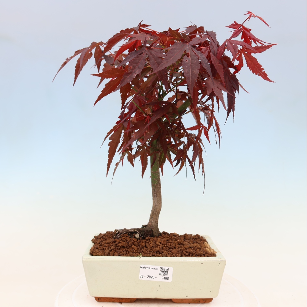 Outdoor bonsai - Acer palm. Atropurpureum-Javor palmate