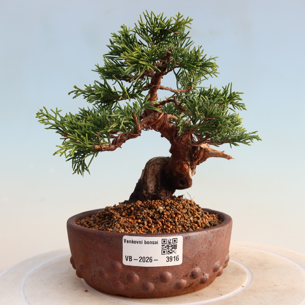 Outdoor bonsai - Juniperus chinensis Itoigawa - Chinese juniper