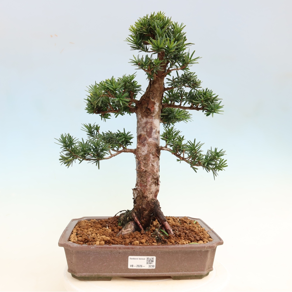 Outdoor Bonsai - Taxus cuspidata  - Japanese Yew