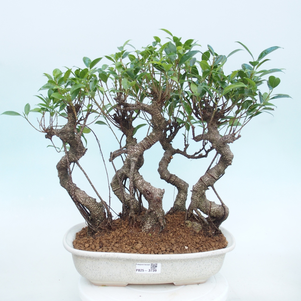 Room bonsai - Ficus kimmen - small-leaved ficus