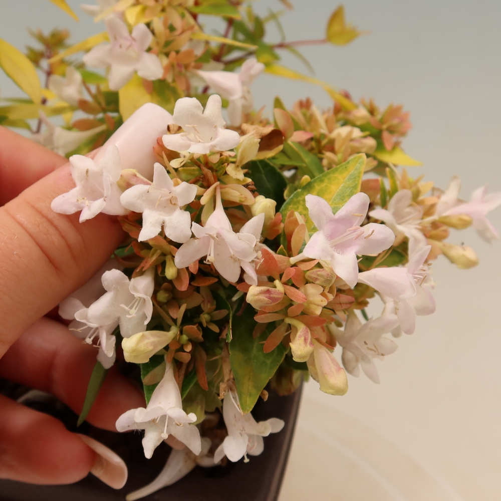 Outdoor Bonsai - Abelia 'Kleidoscope' - Large-flowered Abelia