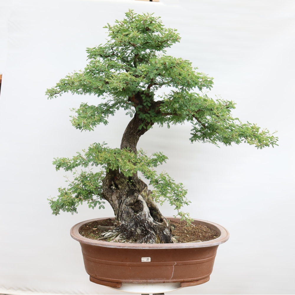 Indoor Bonsai - Acacia Arabica