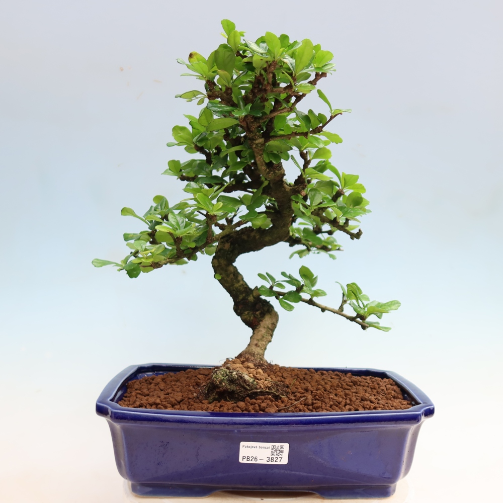 Room bonsai - Carmona macrophylla - Tea fuki
