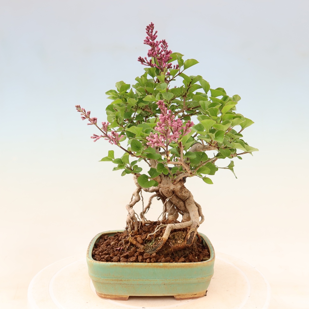 Outdoor bonsai - Syringa microphylla - small-flowered lilac