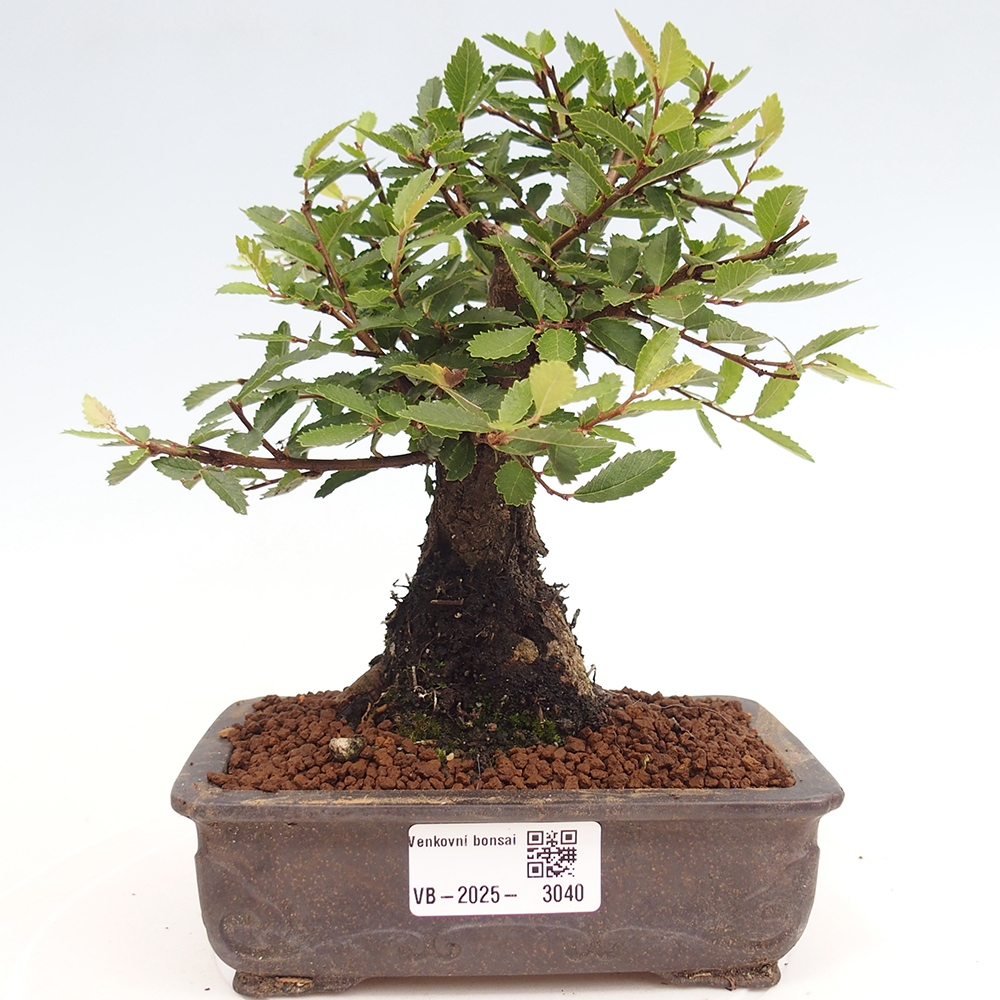 Outdoor bonsai - Zelkova - Zelkova NIRE