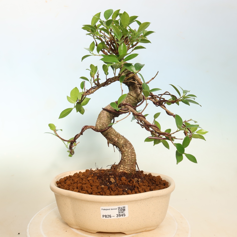 Room bonsai - Ficus kimmen - small-leaved ficus