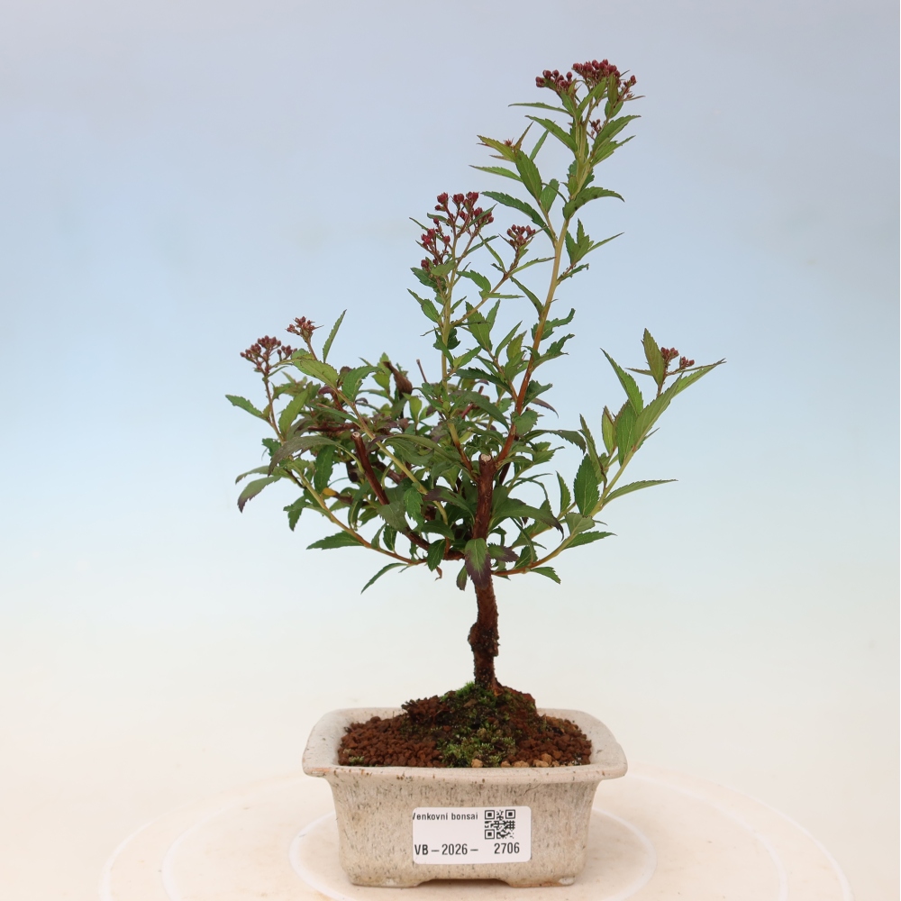 Outdoor Bonsai - Japanese Spirea - Spirea japonica 'Anthony Waterer'