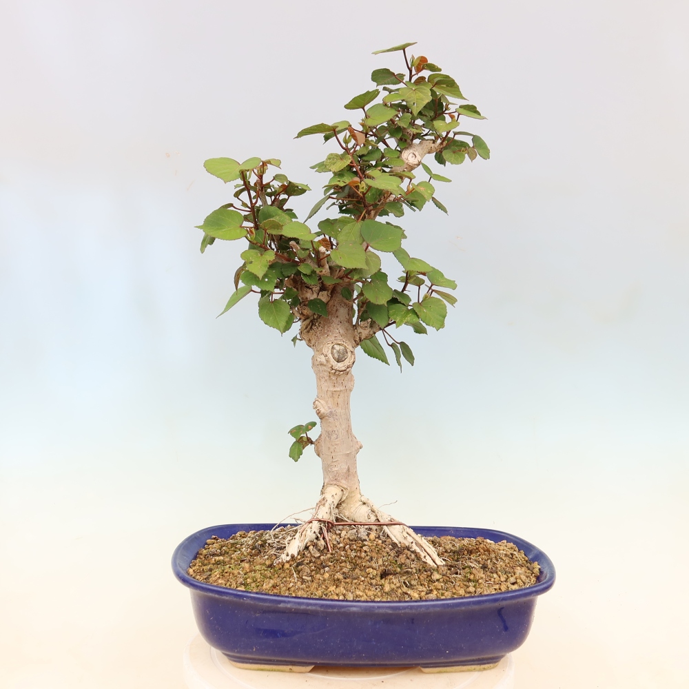 Indoor bonsai - Hibiscus tiliaceus - Sea Hibiscus