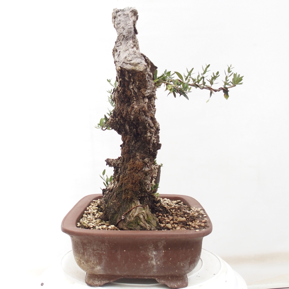 Indoor bonsai - Olea europaea sylvestris - European small-leaved olive oil