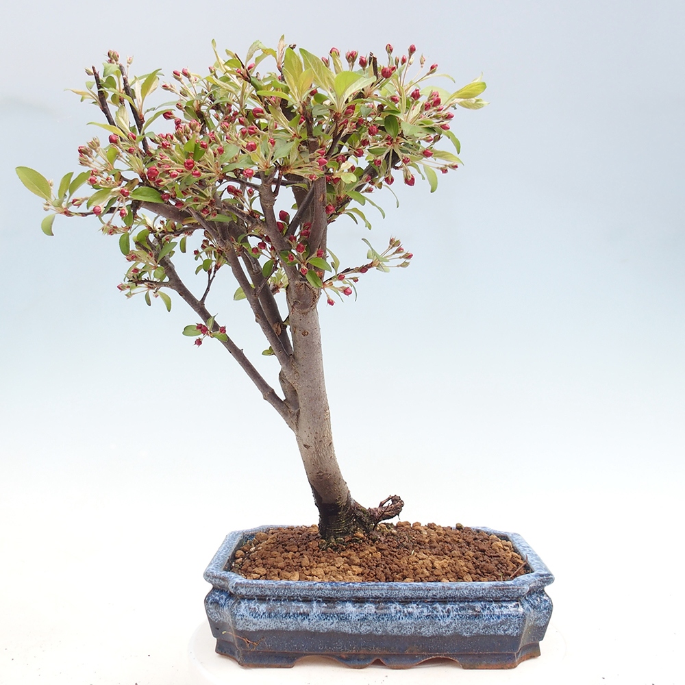 Outdoor bonsai -Malus domestica - Small-fruited red-leaved apple tree