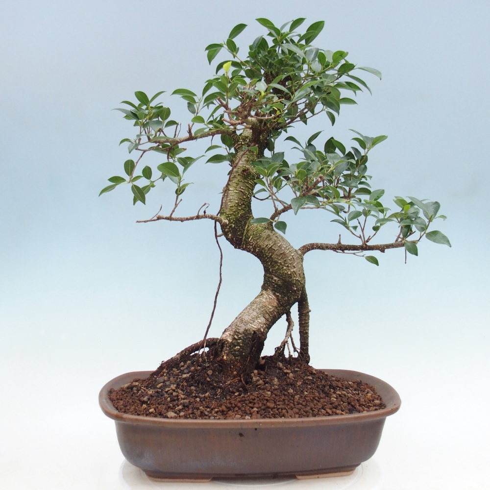 Room bonsai - Ficus retusa - small-leaved ficus