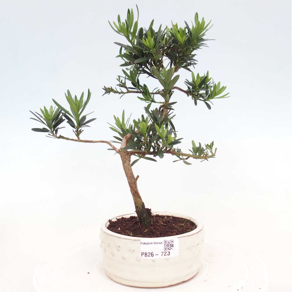 Room bonsai - Podocarpus - Stone Yew