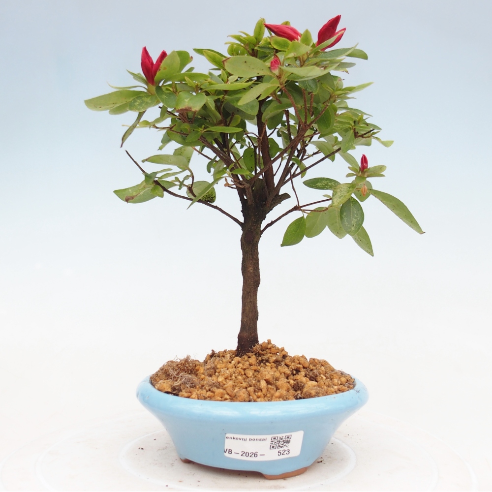 Outdoor bonsai - Japanese azalea - Azalea sp.
