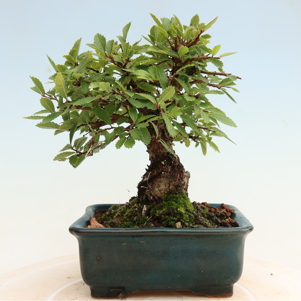 Outdoor bonsai - Zelkova - Zelkova NIRE